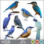 Birds_Blue_CU1