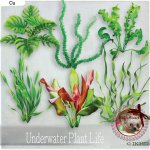 DC_CU Underwater Plants