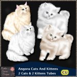 Angora Cats And Kittens CU