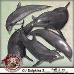 DC_CU Playful Dolphins 2