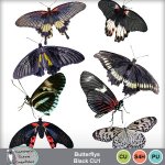 Butterflys Black CU1