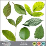 Leaves Green CU1