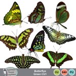 Butterflys Green CU1