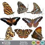 Butterflys Brown CU1
