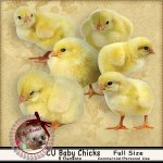 DC_CU Baby Chicks