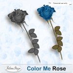 Color Me Rose