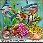 DC_CU Underwater Sea Life