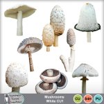 Mushrooms White CU1