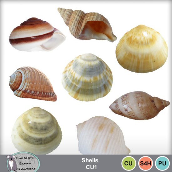 Shells CU1 - Click Image to Close