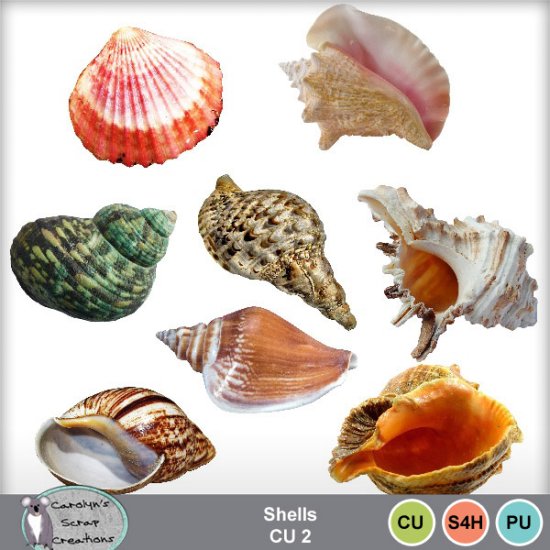 Shells CU2 - Click Image to Close
